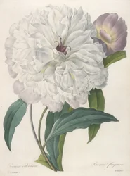 Paeonia flagrans (Pfingstrose), 1827